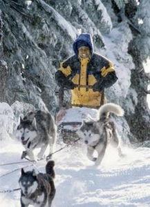 冰狗任务在线观看,在线观看，揭秘极地冒险之旅  第3张