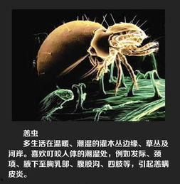 虫子最新爆料,揭秘娱乐圈惊天大事件！  第2张